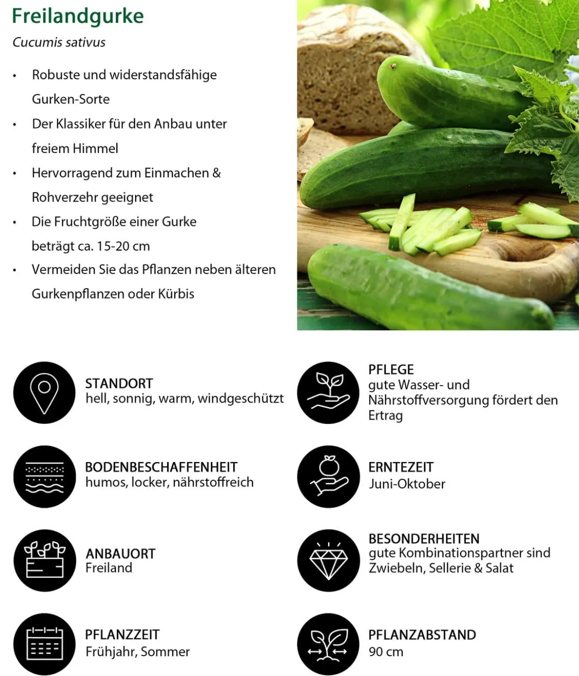 Gemüse-Set Brotzeit, 6-teilig