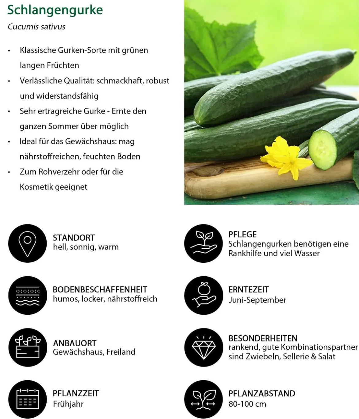 Gemüse-Set Brotzeit, 6-teilig