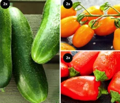 Gemüse-Set Buntes Snackgemüse, 6-teilig