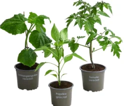 Gemüse-Set Kleiner Gemüsegarten, 3-teilig