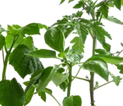 Gemüse-Set Kleiner Gemüsegarten, 3-teilig