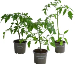 Gemüse-Set Tomatensalat, 3-teilig