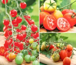 Gemüse-Set Tomatensalat, 3-teilig