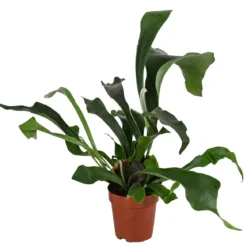 Geweihfarn - Platycerium bifurcatum
