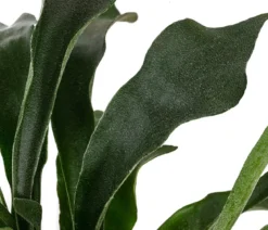 Geweihfarn - Platycerium bifurcatum