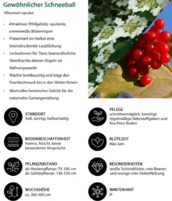 Gewöhnlicher Schneeball