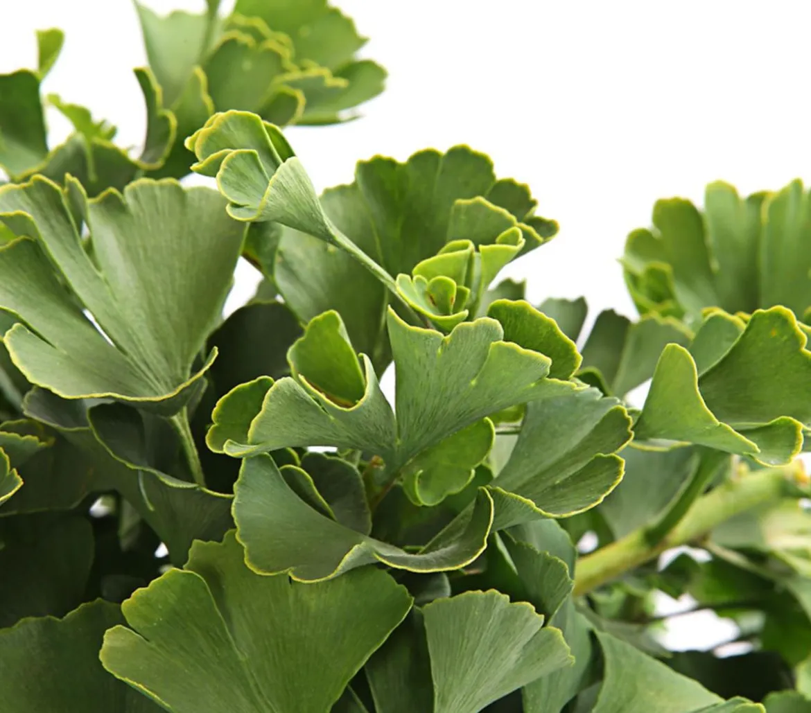 Ginkgobaum - Fächerblattbaum 'Marijke'