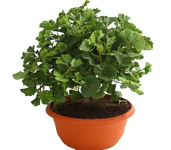 Ginkgobaum - Fächerblattbaum 'Marijke'