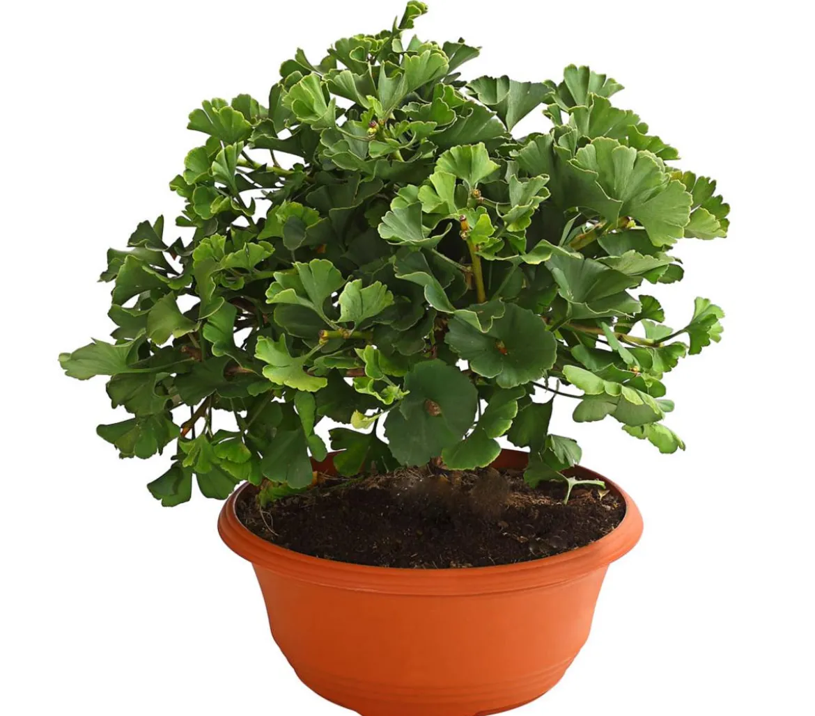 Ginkgobaum - Fächerblattbaum 'Marijke'