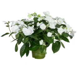 Girlanden-Hortensie - Hydrangea macrophylla 'Runaway Bride®'