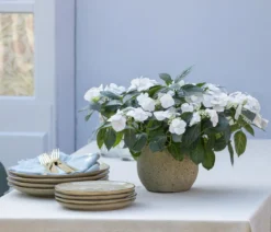 Girlanden-Hortensie - Hydrangea macrophylla 'Runaway Bride®'