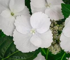 Girlanden-Hortensie 'Runaway Bride®'