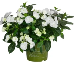 Girlanden-Hortensie 'Runaway Bride®'