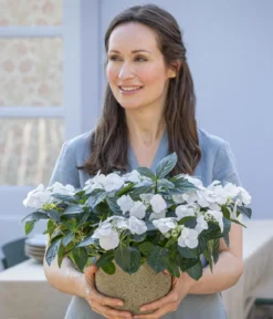 Girlanden-Hortensie 'Runaway Bride®'