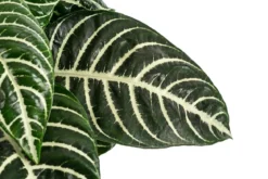 Glanzkölbchen - Aphelandra squarrosa