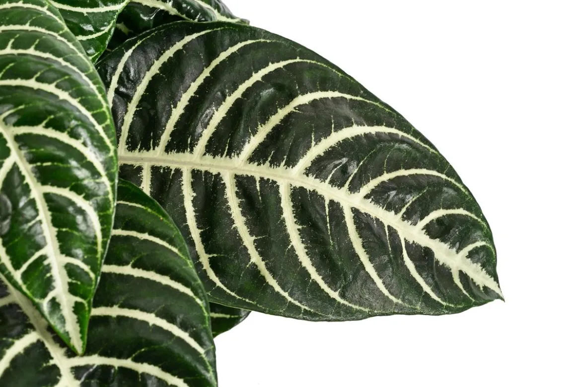 Glanzkölbchen - Aphelandra squarrosa