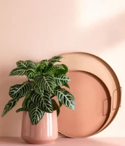 Glanzkölbchen - Aphelandra squarrosa