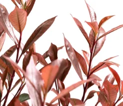 Glanzmispel 'Carré Rouge'