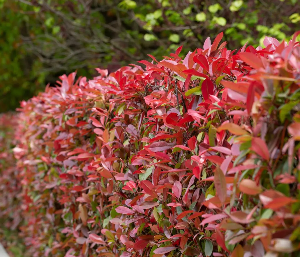 Glanzmispel 'Carré Rouge'