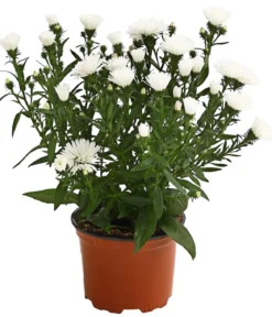 Glattblatt-Aster