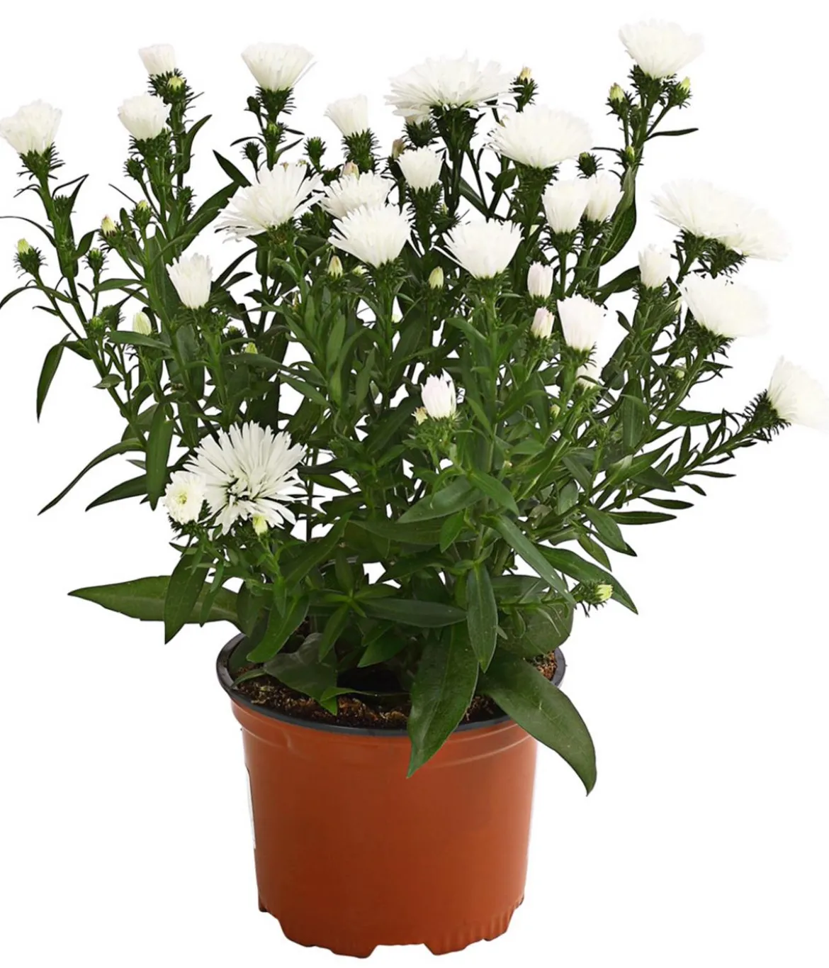 Glattblatt-Aster