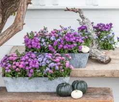 Glattblatt-Aster