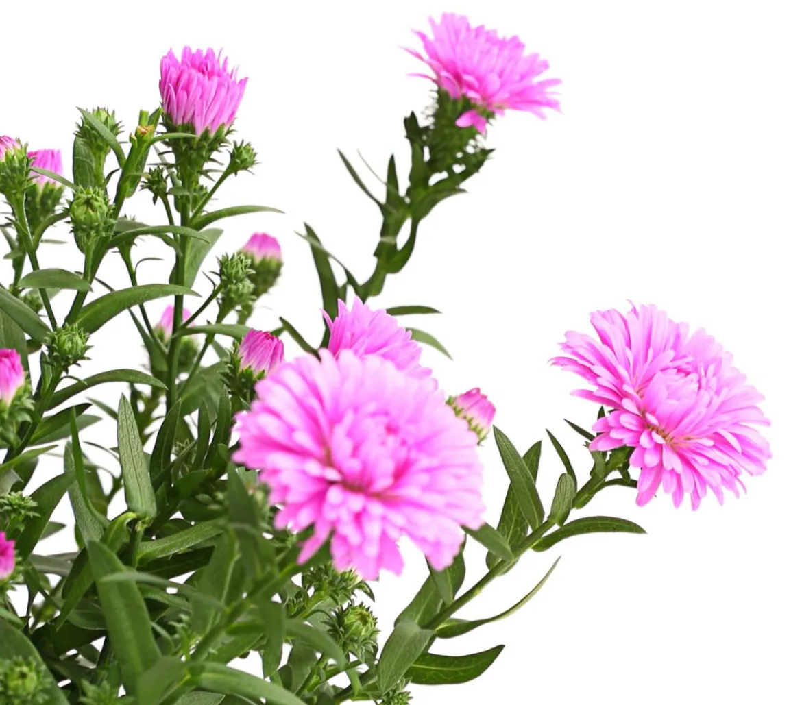 Glattblatt-Aster