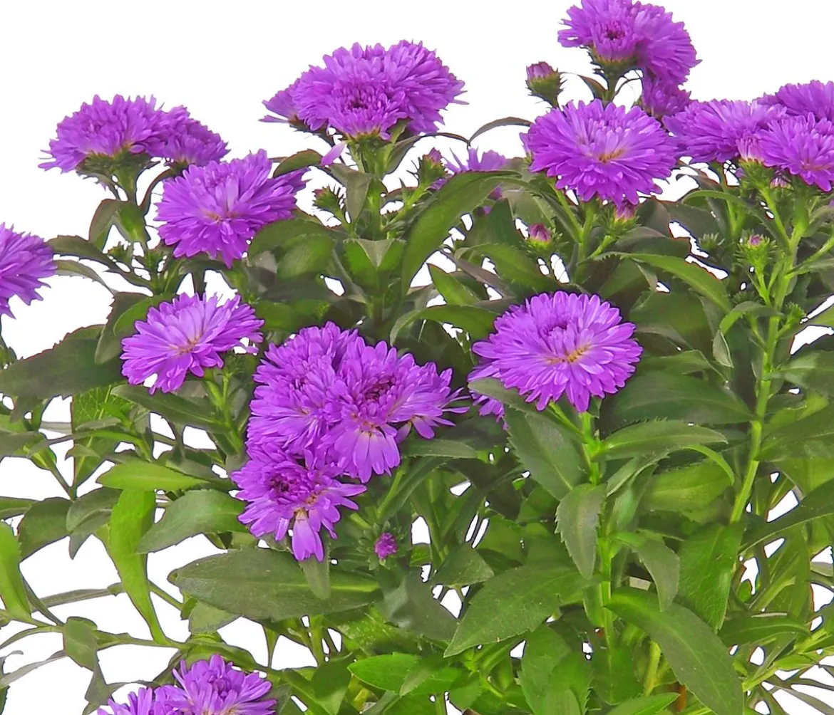 Glattblatt-Aster