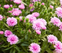 Glattblatt-Aster