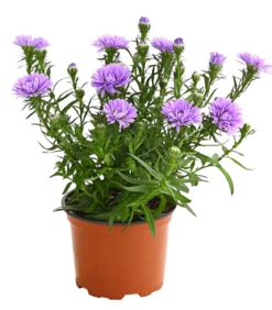 Glattblatt-Aster
