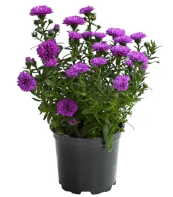 Glattblatt-Aster