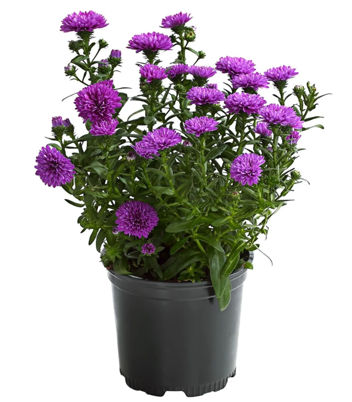 Glattblatt-Aster