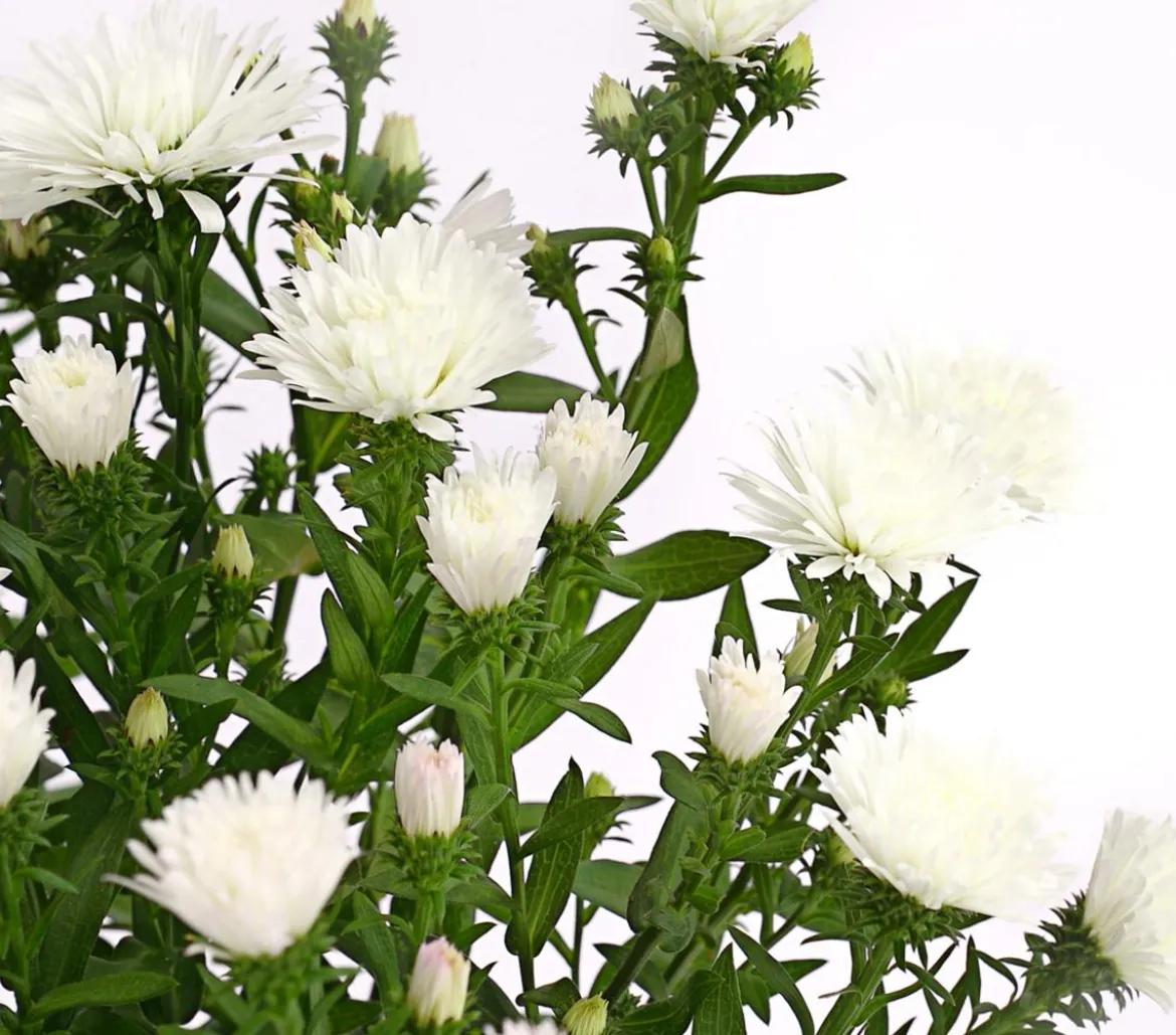 Glattblatt-Aster