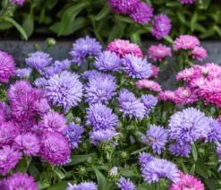 Glattblatt-Aster