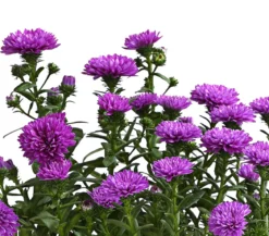 Glattblatt-Aster