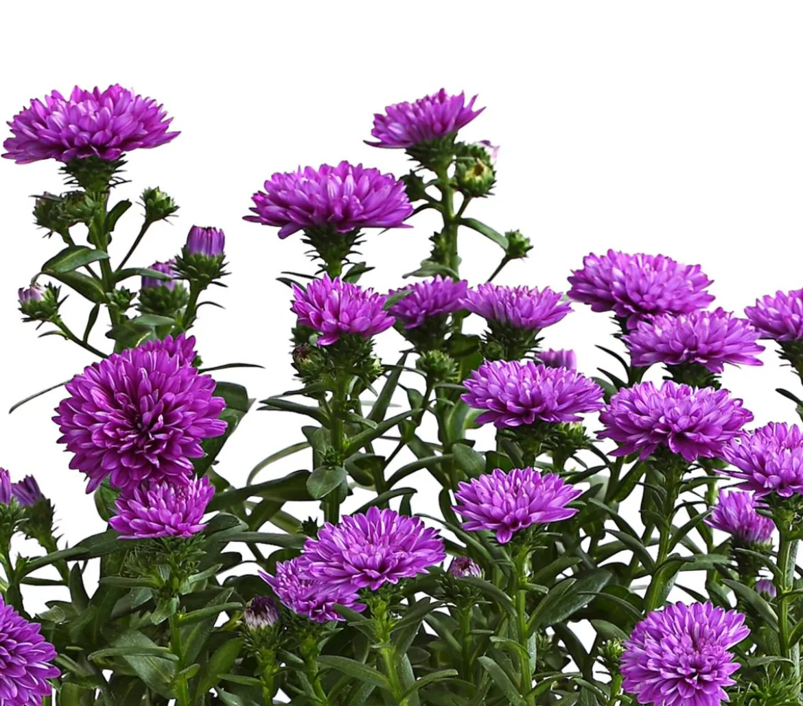 Glattblatt-Aster
