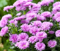 Glattblatt-Aster