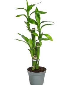 Glücksbambus - Dracaena sanderiana 'Lucky Bamboo'