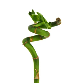 Glücksbambus - Dracaena sanderiana