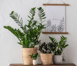 Glücksfeder - Zamioculcas zamiifolia