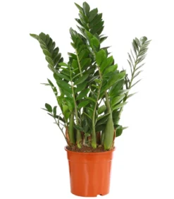 Glücksfeder - Zamioculcas zamiifolia