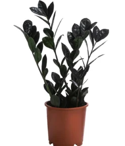 Glücksfeder - Zamioculcas zamiifolia 'Raven'