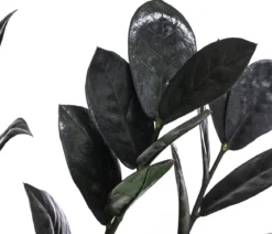 Glücksfeder - Zamioculcas zamiifolia 'Raven'