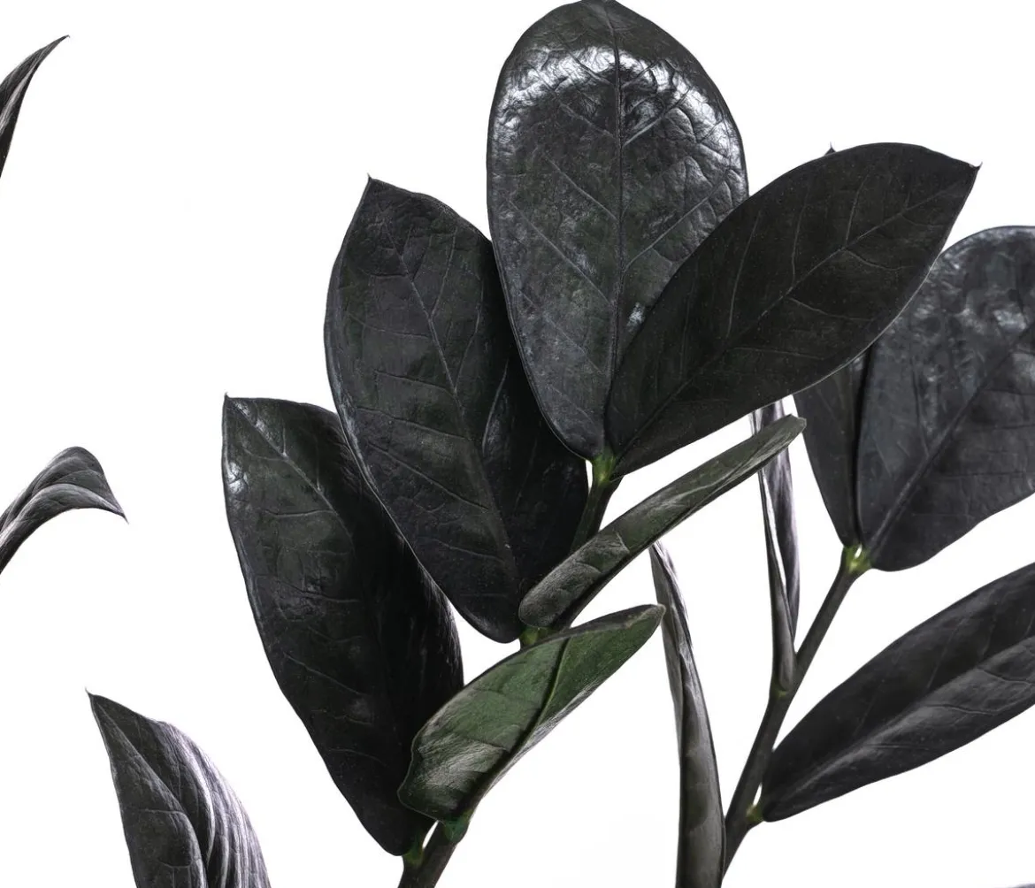 Glücksfeder - Zamioculcas zamiifolia 'Raven'