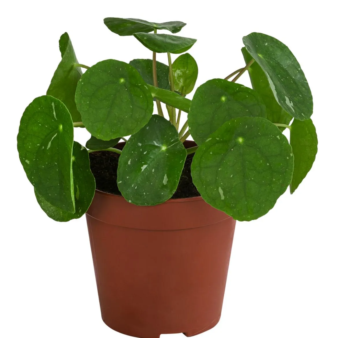 Glückstaler - Pilea peperomioides 'White Splash'