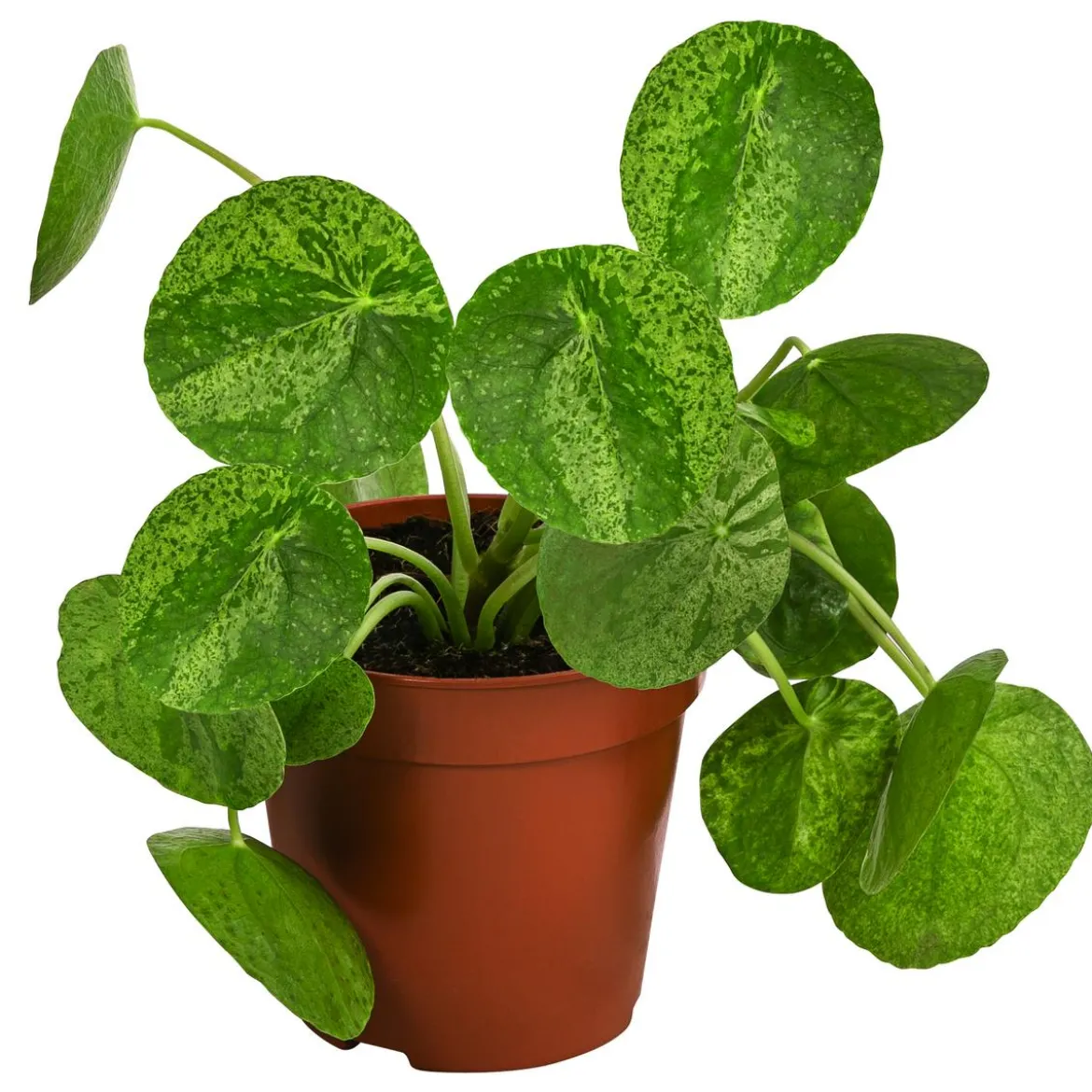 Glückstaler - Pilea peperomioides 'Mojito'