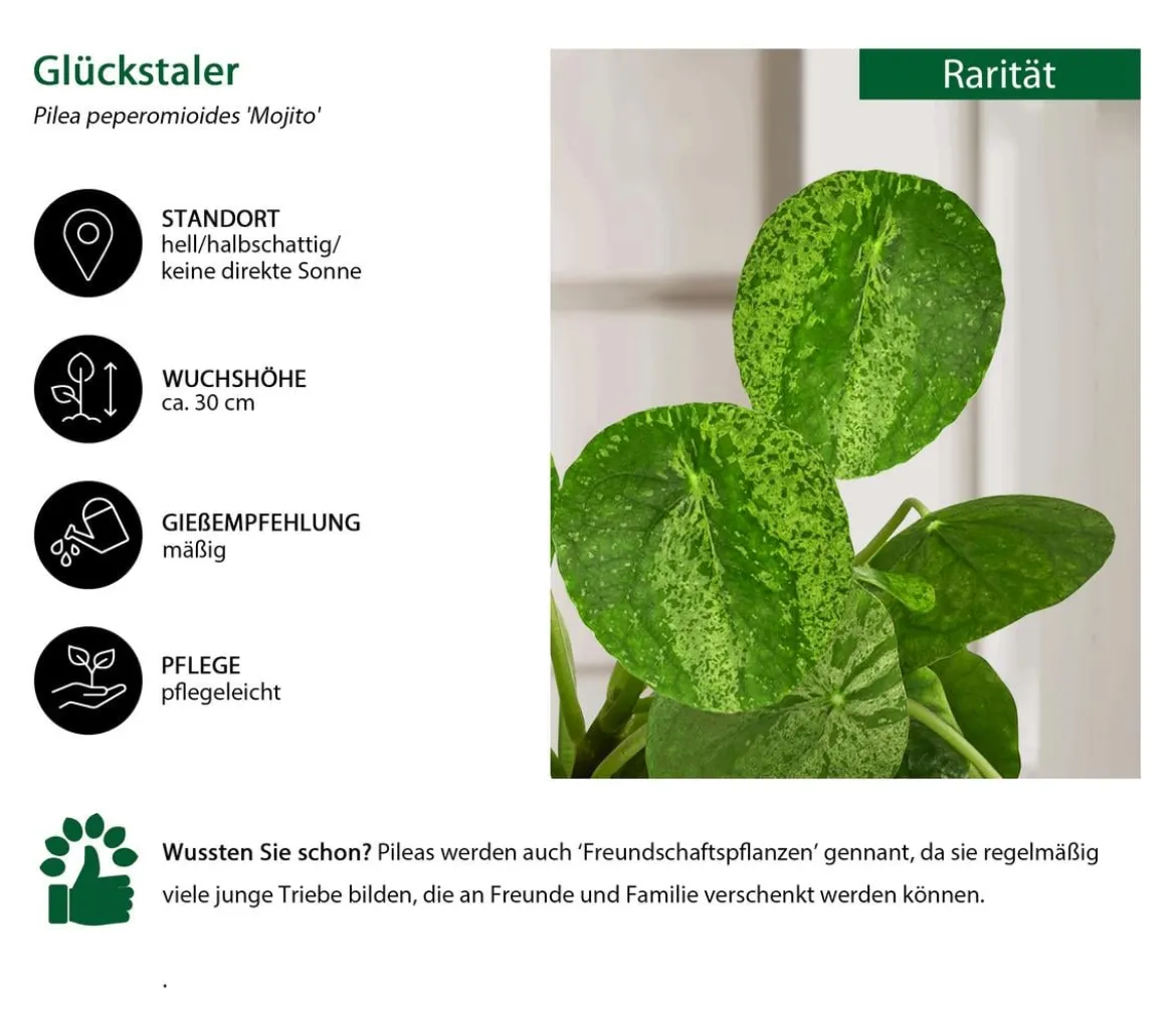 Glückstaler - Pilea peperomioides 'Mojito'
