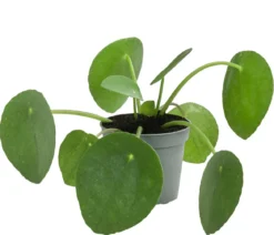 Glückstaler - Pilea peperomioides