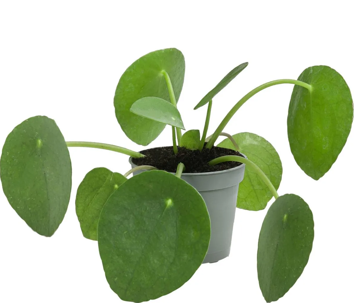 Glückstaler - Pilea peperomioides