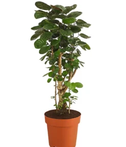 Glänzende Fiederaralie - Polyscias scutellaria 'Fabian'